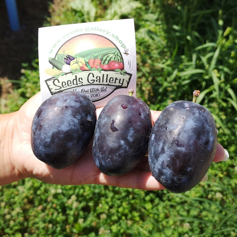 Sementes de Ameixa Gigante da Bósnia (Prunus domestica) | Seeds Shop Store