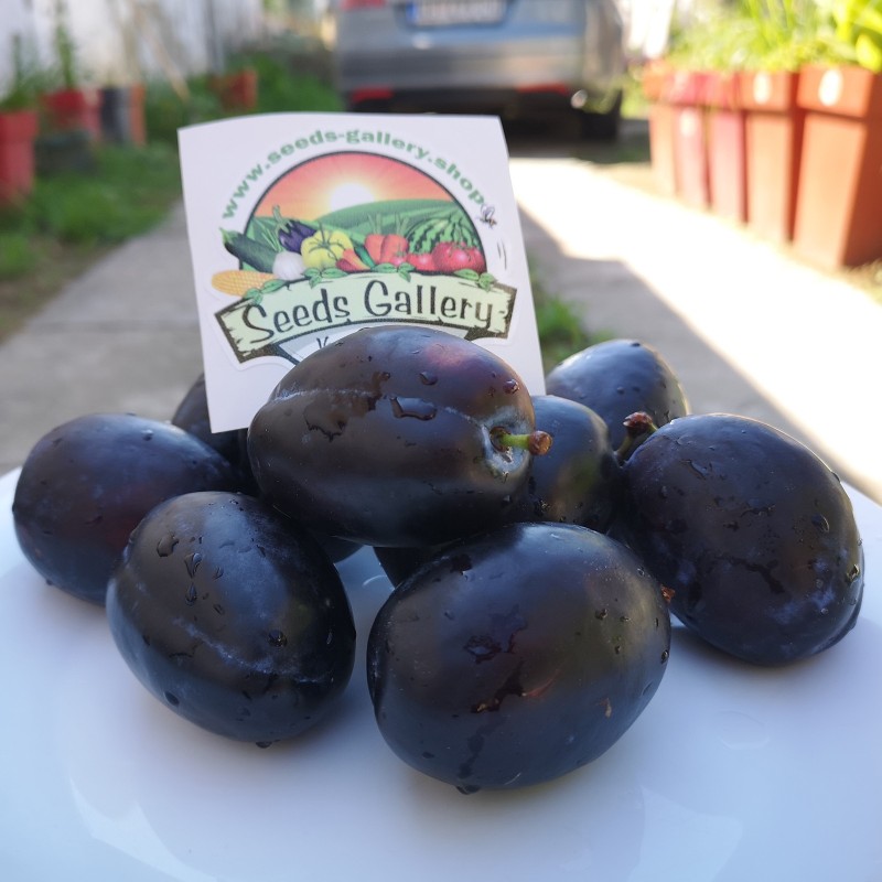 Γίγαντας Βοσνιακοί σπόροι δαμάσκηνων (Prunus domestica) | Seeds Shop Store