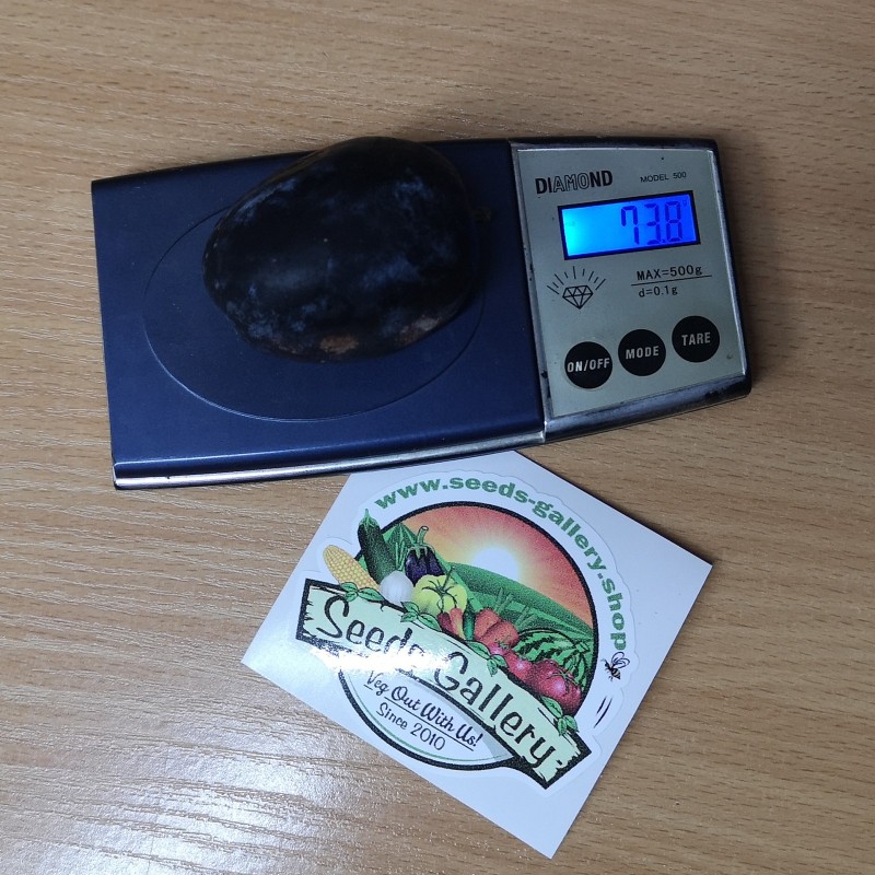 Γίγαντας Βοσνιακοί σπόροι δαμάσκηνων (Prunus domestica) | Seeds Shop Store