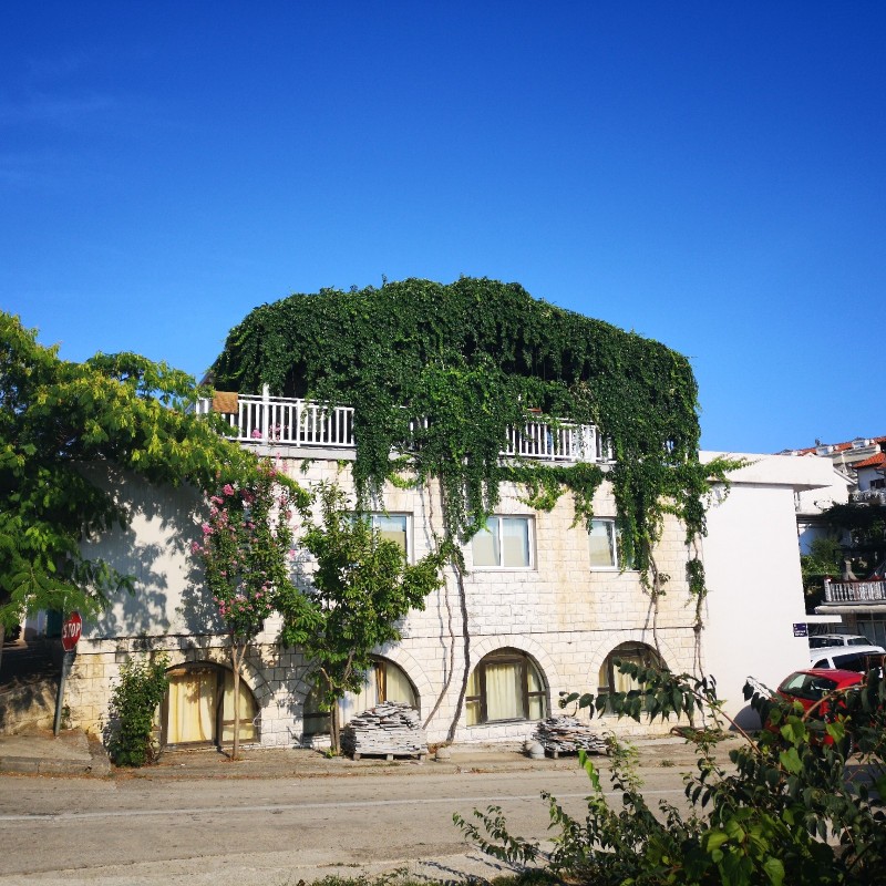 Gemeine Efeu, Gewöhnlicher Efeu Samen (Hedera helix) | Seeds Shop Store