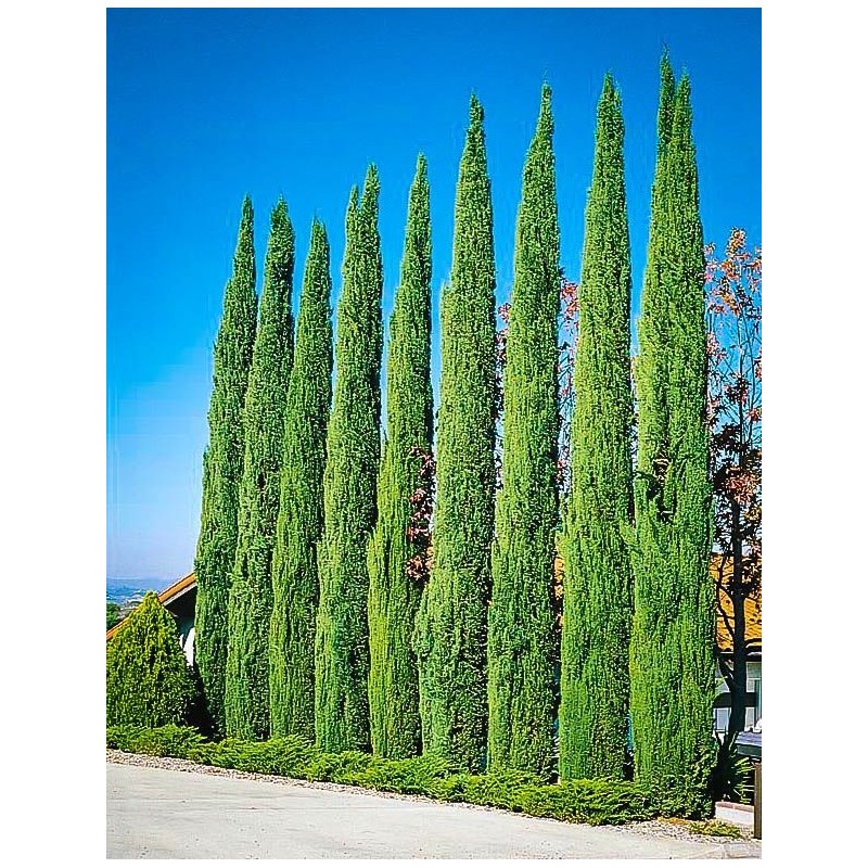 thumbnail image 2 of Cupressus Sempervirens 'Italian Cypress' Tree Seeds – Grow Your Own 2 of 4
