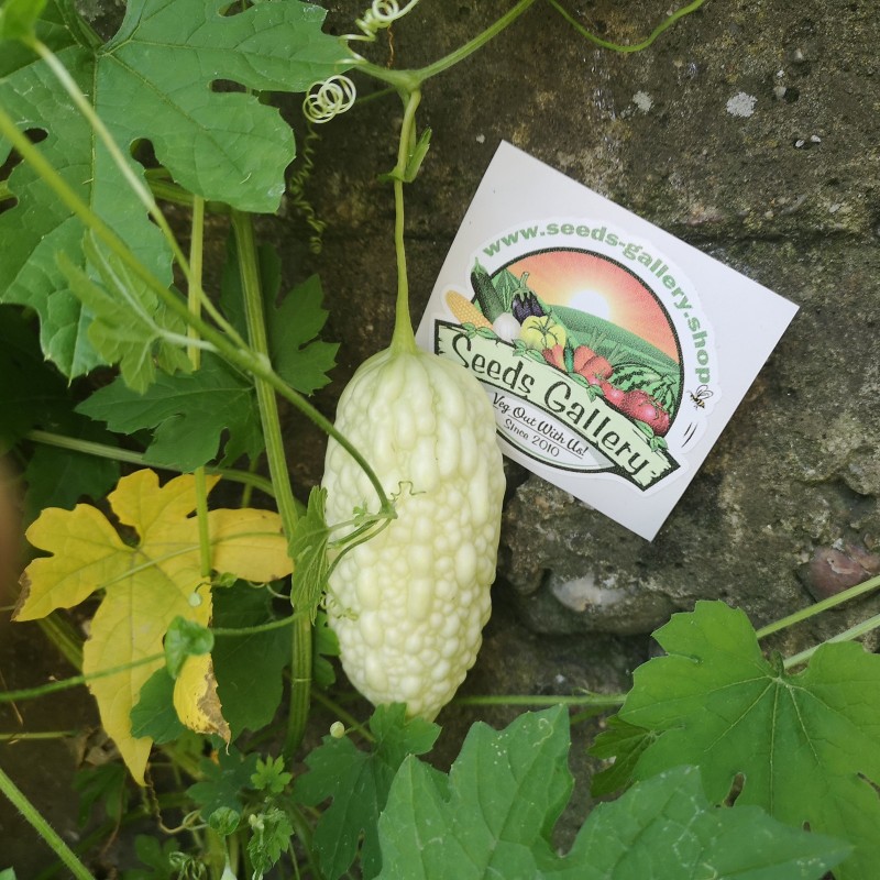 Sementes de melão amargo branco (Momordica charantia) | Seeds Shop Store