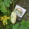 Sementes de melão amargo branco (Momordica charantia) | Seeds Shop Store