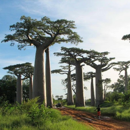 Semillas de Baobab (Adansonia digitata) - 293.223938
