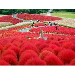 Burning Bush Seeds (Kochia Trichophylla) - 175.934363