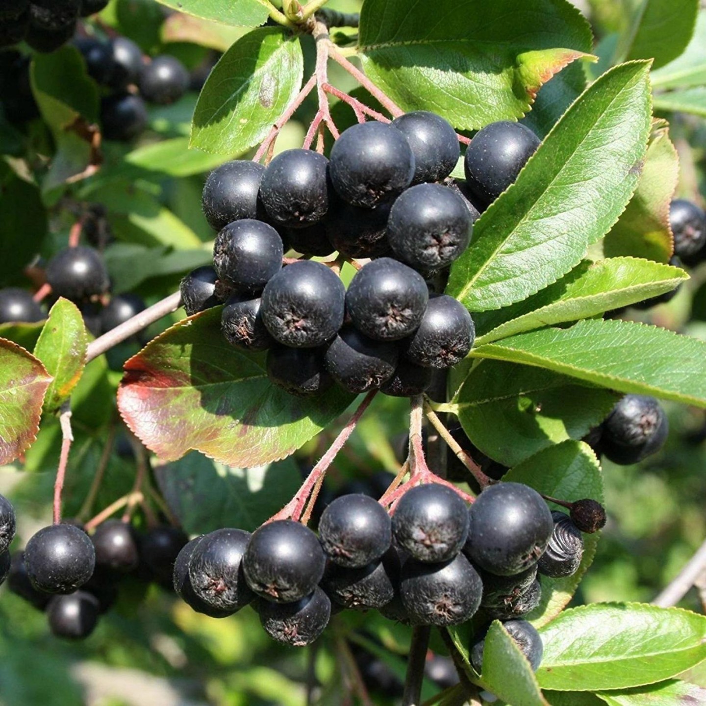 Aronia 1000 frön (Aronia melanocarpa) - 11