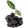 Aronia 1000 semințe (Aronia melanocarpa) - 11