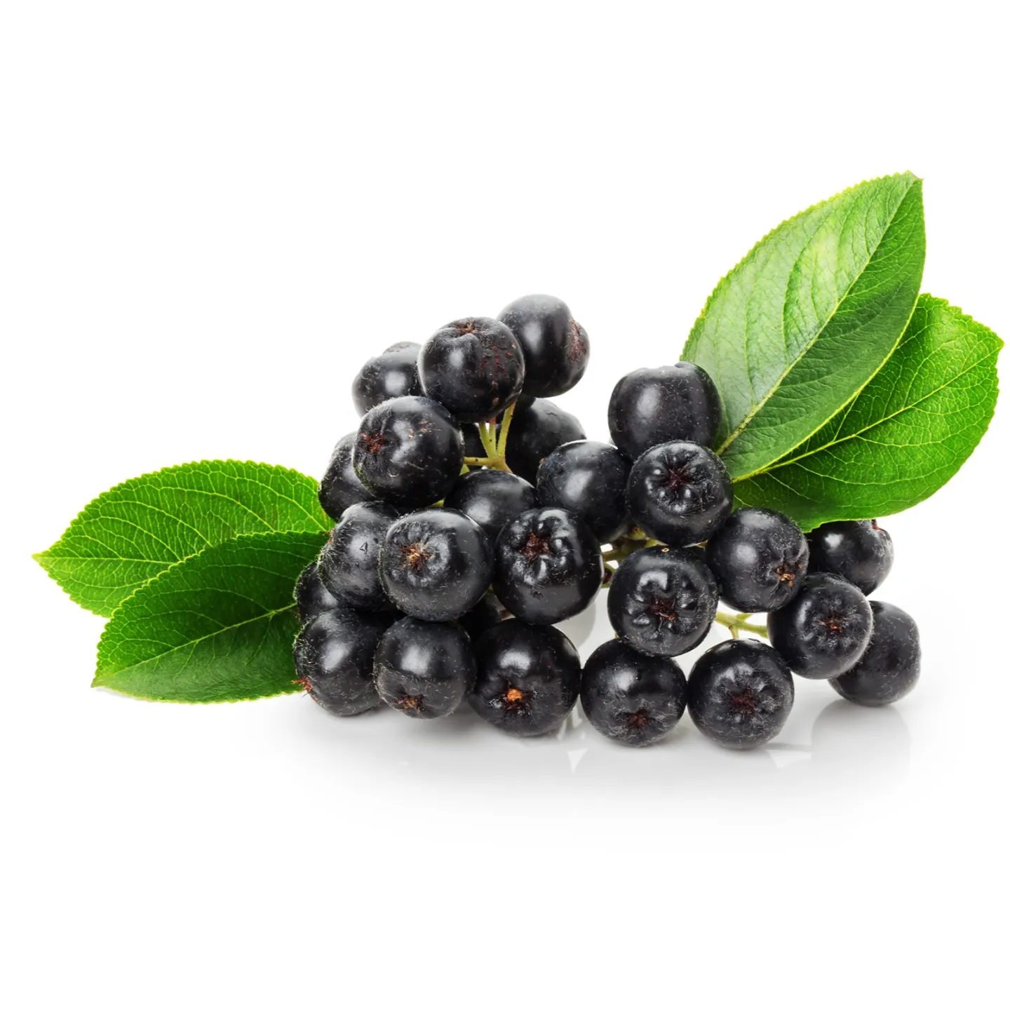 Aronie 1000 Graines (Aronia melanocarpa) - 11