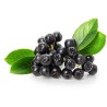 Fekete berkenye 1000 mag (Aronia melanocarpa) - 11