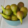 Smokva Seme (Ficus carica) | Seeds Shop Store