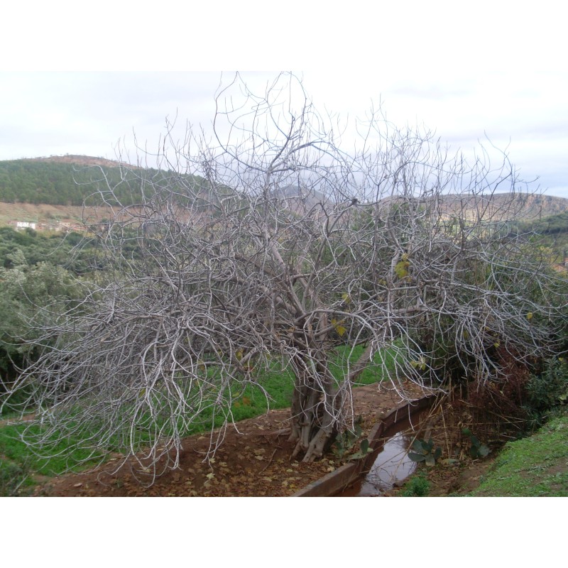 Smokva Seme (Ficus carica) | Seeds Shop Store