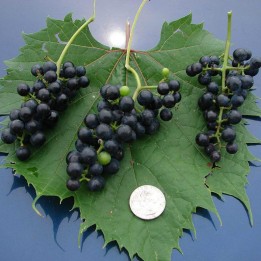 Semi di uva selvatica (Vitis spp.) - 1.395