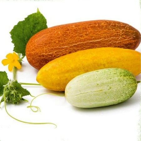 Semi di cetriolo russo Russkaja | Seeds Shop Store