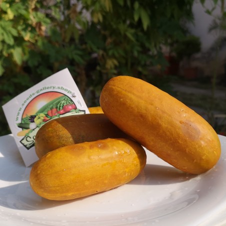 Russian Cucumber Seeds Russkaja | Seeds Shop Store