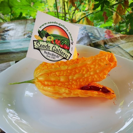 Keserűdinnye magok (Momordica charantia) | Seeds Shop Store
