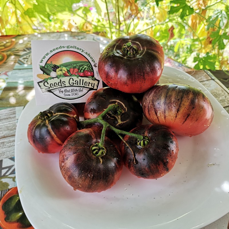 Blue Beauty Beefsteak Tomato Seeds | Seeds Shop Store