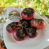 Blue Beauty Beefsteak Tomato Seeds | Seeds Shop Store
