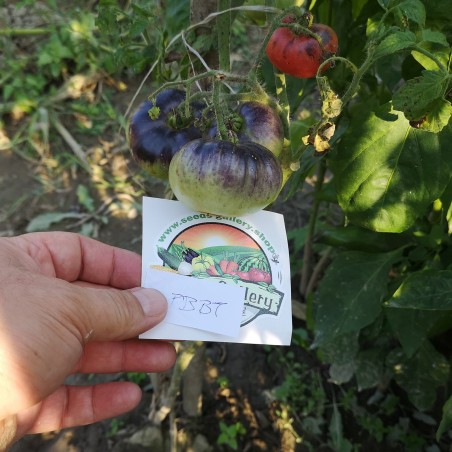 Blue Beauty Beefsteak Tomato Seeds | Seeds Shop Store