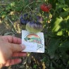 Blue Beauty Beefsteak Tomato Seeds | Seeds Shop Store