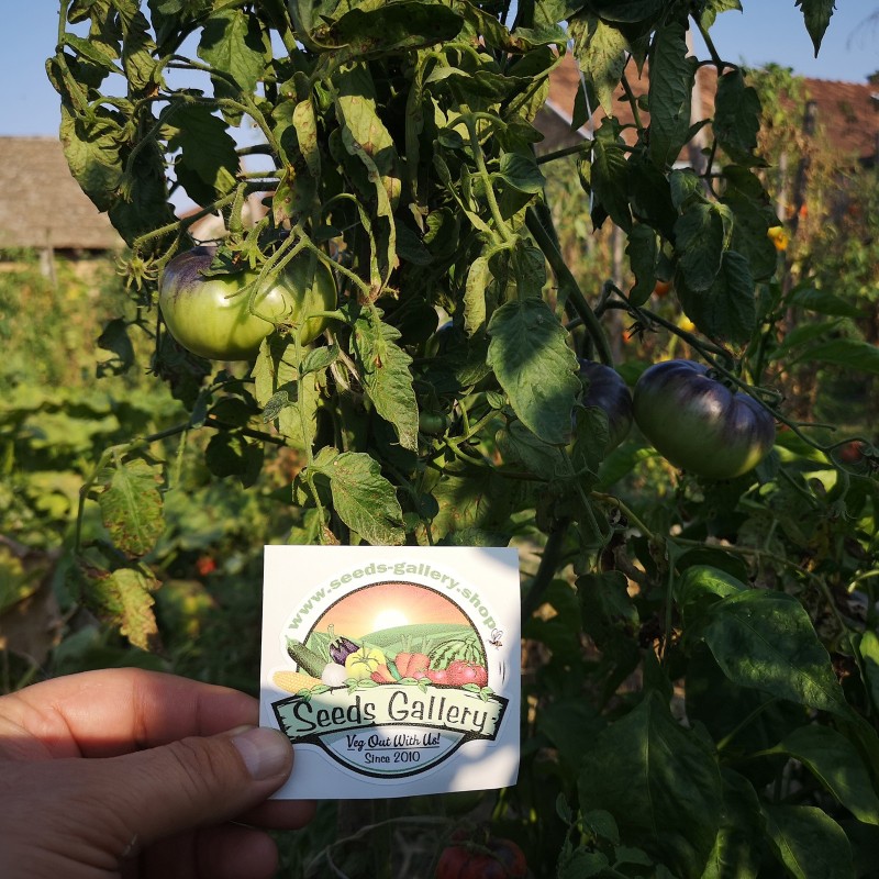 Blue Beauty Beefsteak Tomato Seeds | Seeds Shop Store