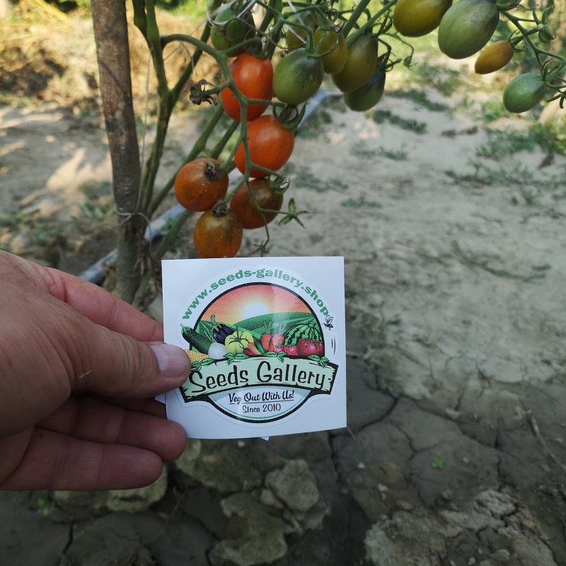 Σπόροι Ντομάτα Summer Temptation | Seeds Shop Store