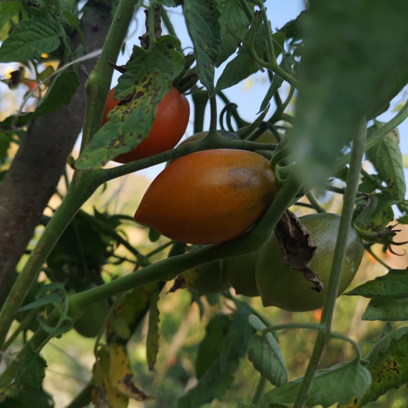 Summer Temptation tomatfrön | Seeds Shop Store