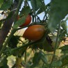Summer Temptation tomatfrön | Seeds Shop Store