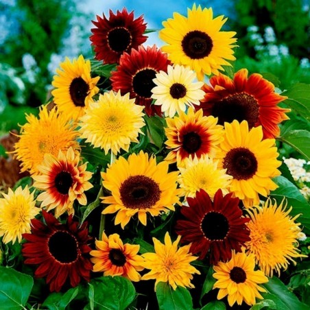 Garden Sunflower Seeds Multi-Color | Seeds Shop Store