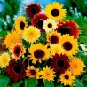 Garden Sunflower Seeds Multi-Color | Seeds Shop Store