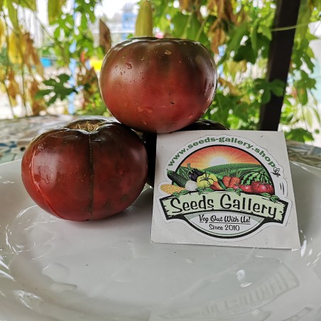 Sementes de tomate Lila Sari | Seeds Shop Store