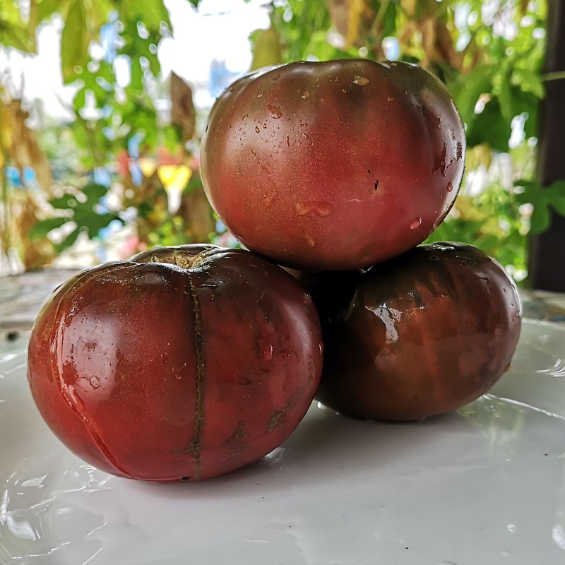 Semillas de tomate Lila Sari | Seeds Shop Store