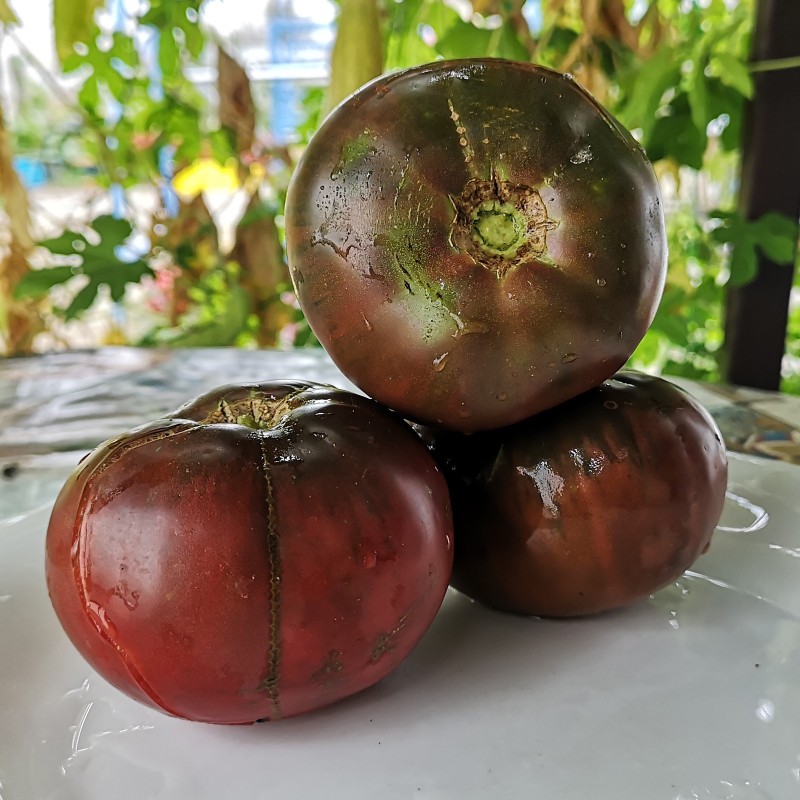 Sementes de tomate Lila Sari | Seeds Shop Store