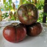 Sementes de tomate Lila Sari | Seeds Shop Store