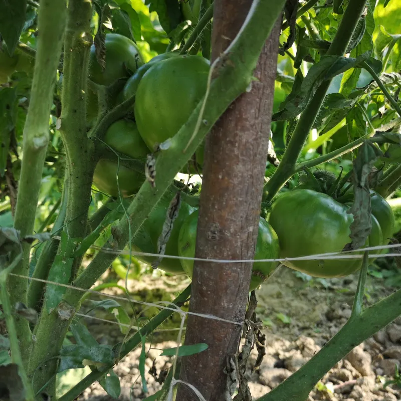 Semillas de tomate Lila Sari | Seeds Shop Store