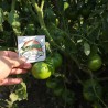Sementes de tomate Lila Sari | Seeds Shop Store