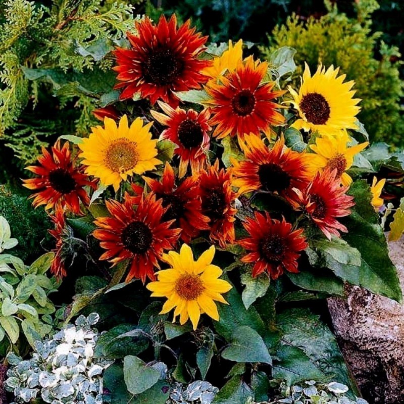 Garden Sunflower Seeds Multi-Color | Seeds Shop Store
