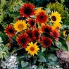 Garden Sunflower Seeds Multi-Color | Seeds Shop Store