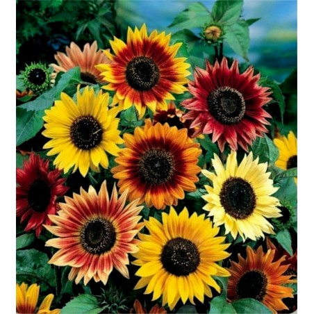 Garden Sunflower Seeds Multi-Color | Seeds Shop Store