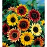 Garden Sunflower Seeds Multi-Color | Seeds Shop Store