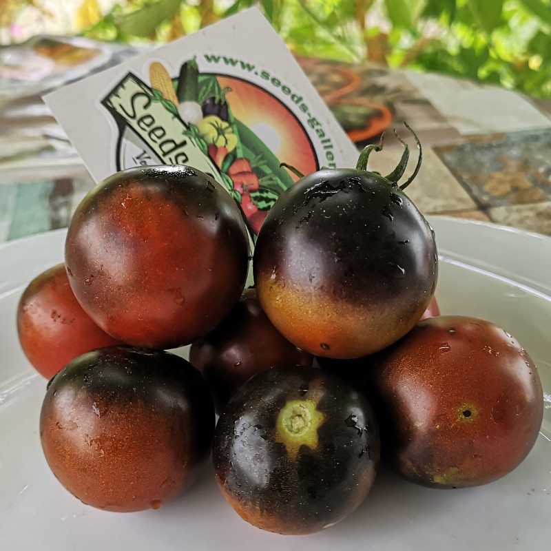 Blå choklad tomatfrön | Seeds Shop Store