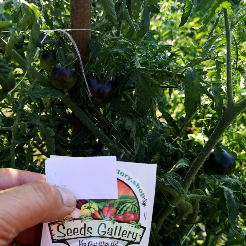 Blå choklad tomatfrön | Seeds Shop Store