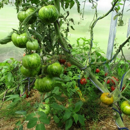 Semi di pomodoro Smarald | Seeds Shop Store