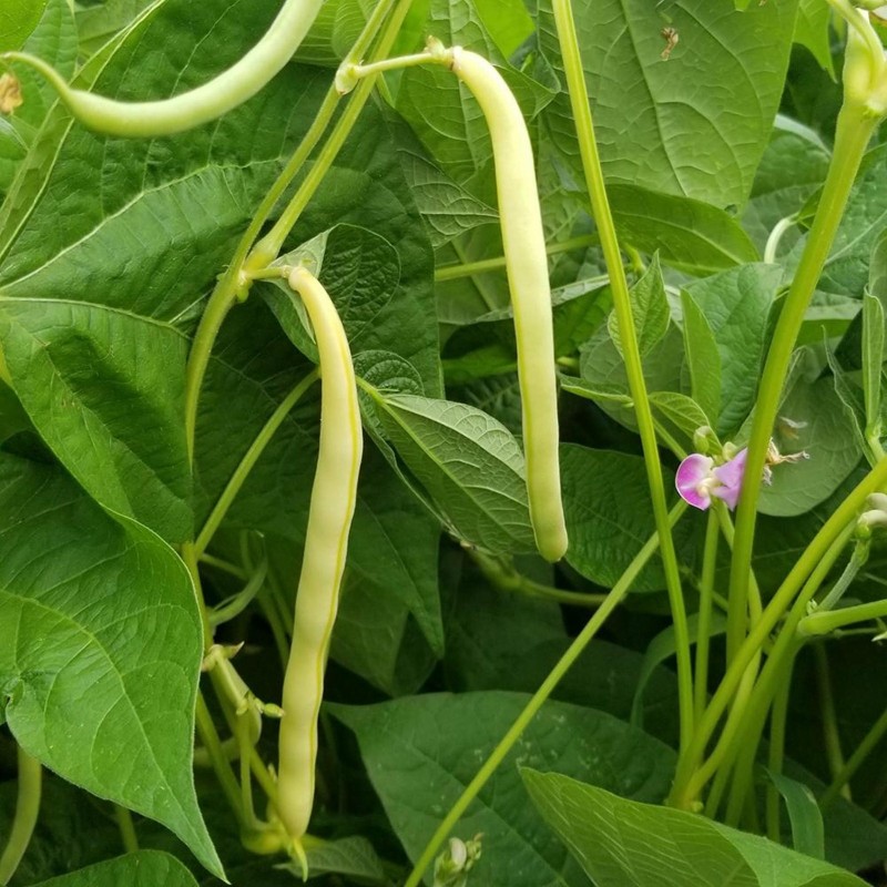 Sementes de feijão Cherokee Wax | Seeds Shop Store