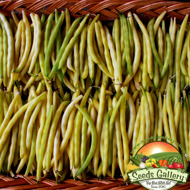 Sementes de feijão Cherokee Wax | Seeds Shop Store