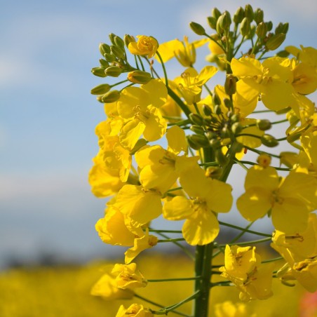 Rapeseed seeds | Seeds Shop Store