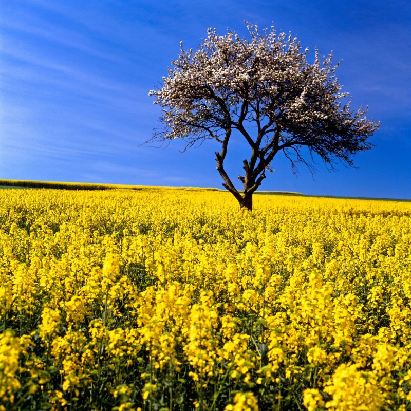 Rapeseed seeds | Seeds Shop Store