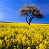 Rapeseed seeds | Seeds Shop Store