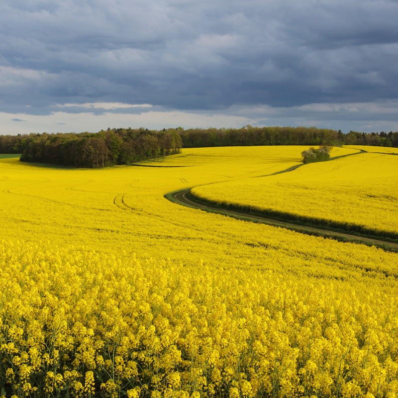 Rapeseed seeds | Seeds Shop Store