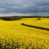 Rapeseed seeds | Seeds Shop Store