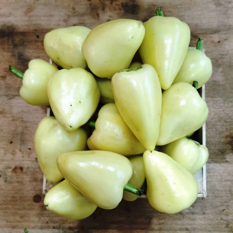 Somborka paprika Frön | Seeds Shop Store